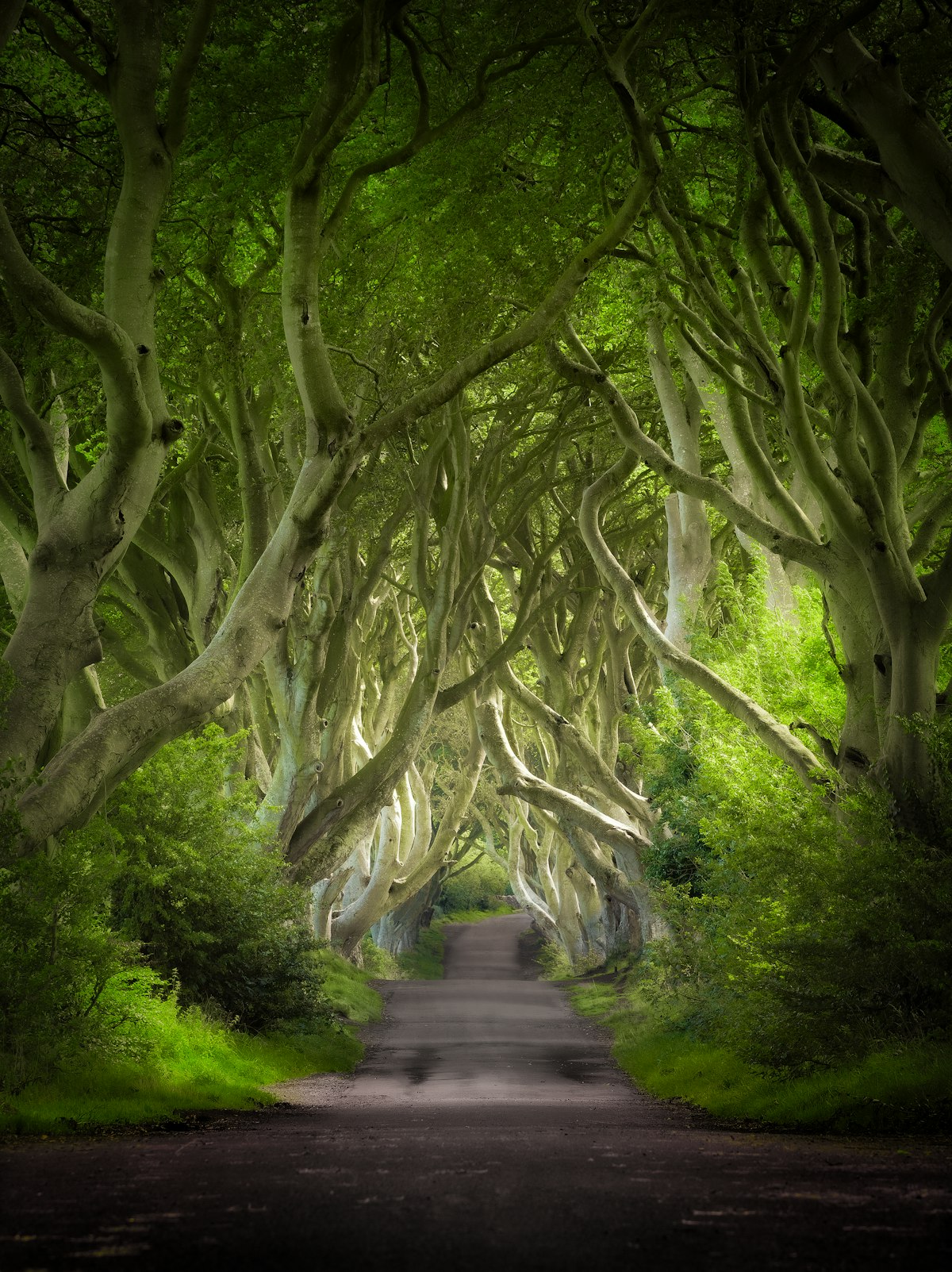 The Dark Hedges tree-lined avenue in Antrim